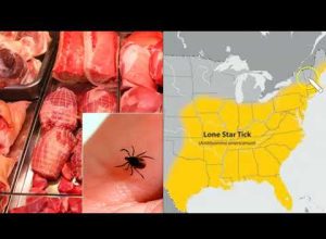 CDC Warns of Red Meat AGS Allergy Caused by Ticks An ‘Emerging Public Health Concern’