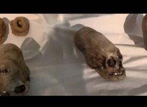 Real Elongated Skulls In The Ica Museum In Peru
