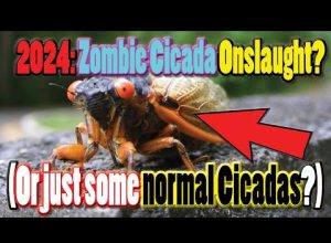Zombie Cicada Onslaught?  (Or just some normal Cicadas?)